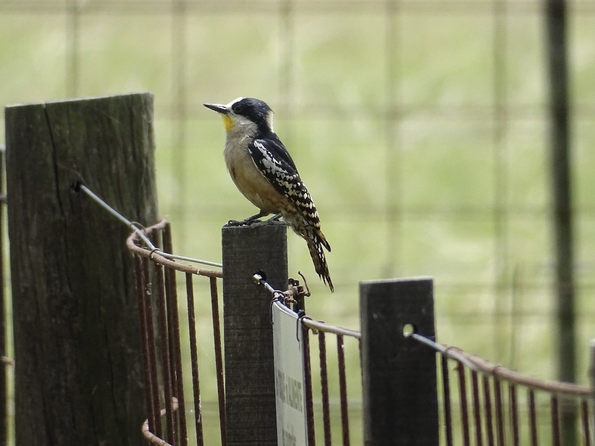 サボテンゲラ - ML646655129