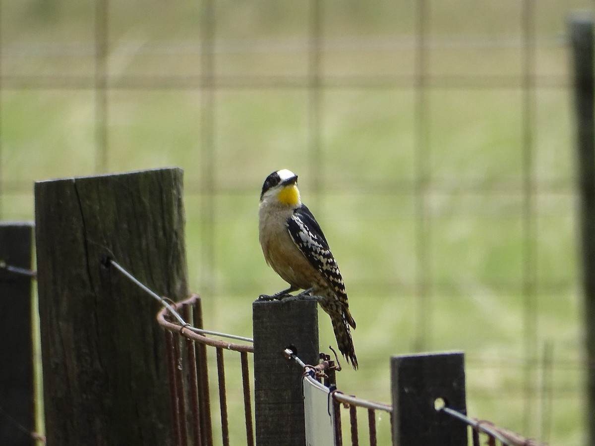 サボテンゲラ - ML646655130