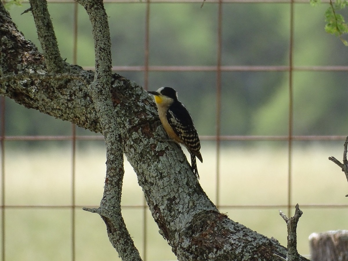 サボテンゲラ - ML646655131