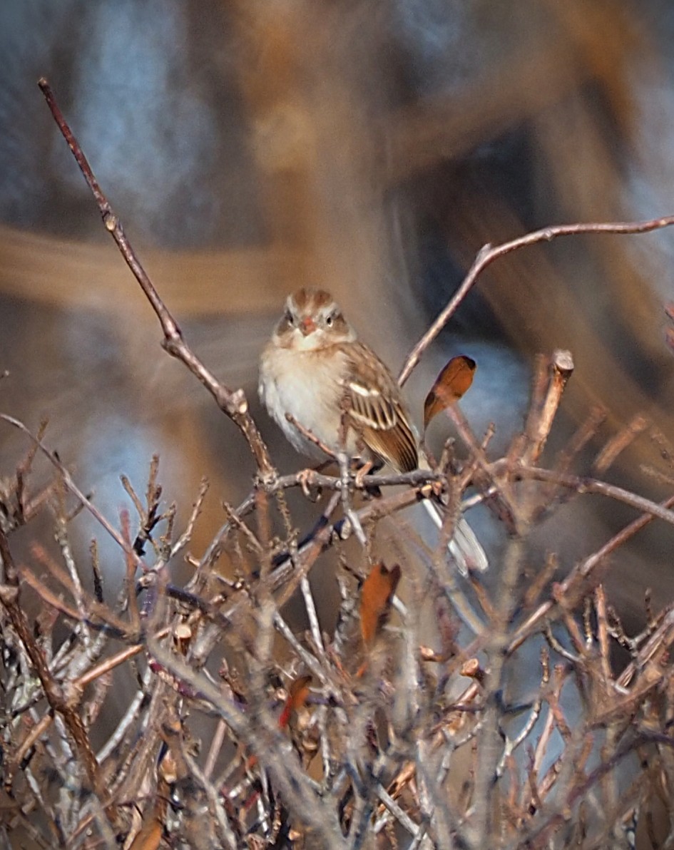 Field Sparrow - ML646655132