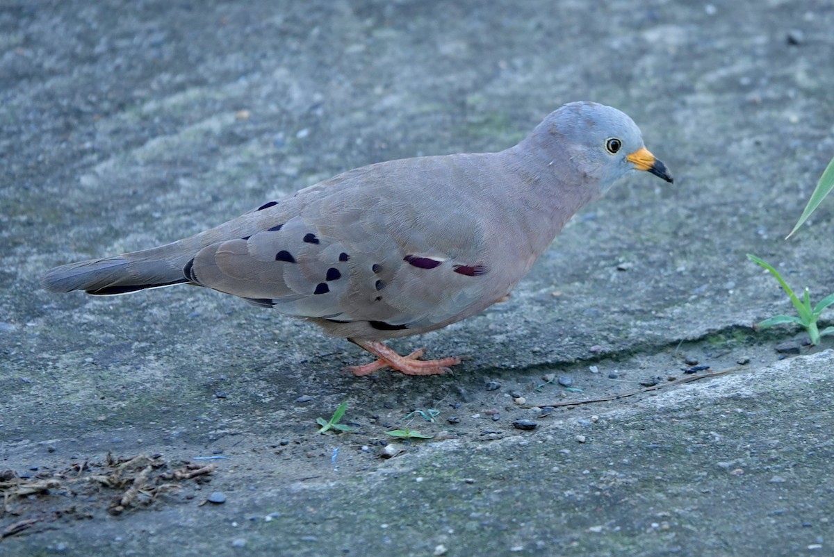 キバシヒメバト - ML646655134