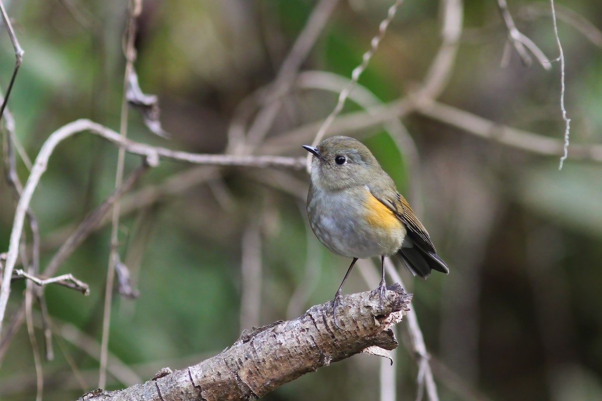 Himalayan Bluetail - ML646655135