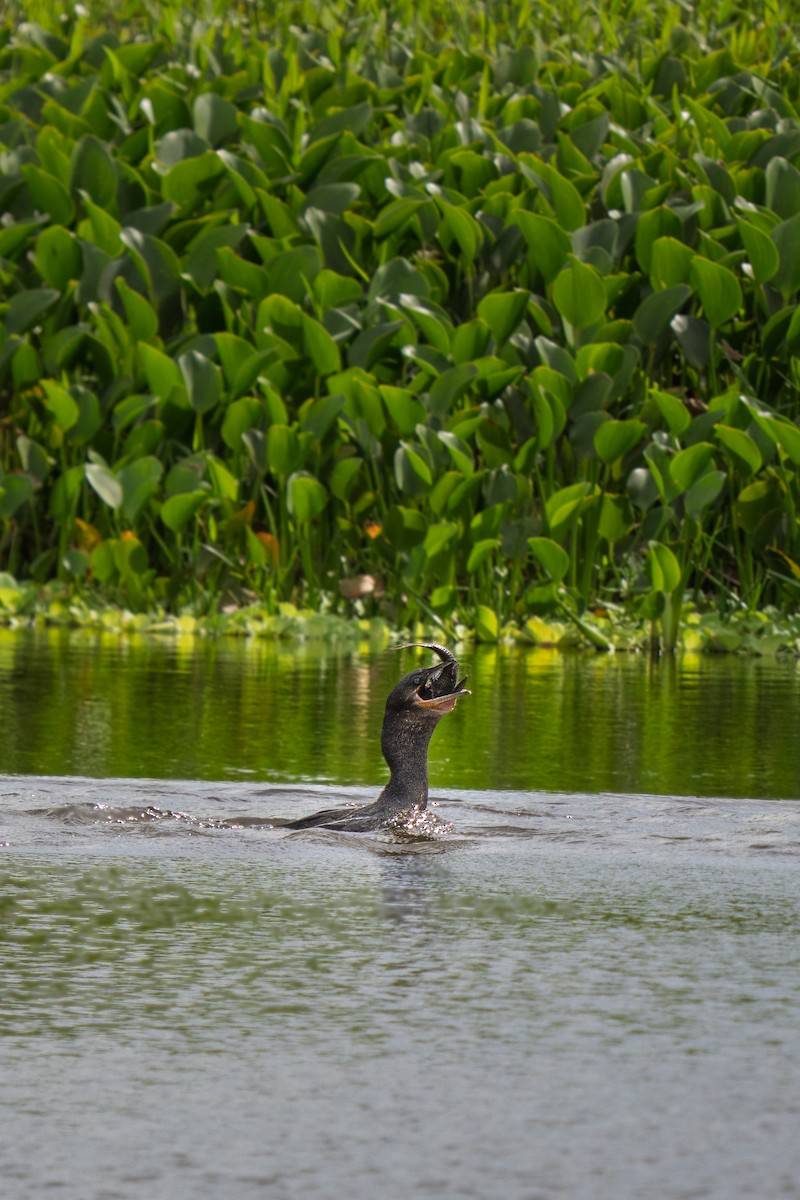 Neotropic Cormorant - ML646655138