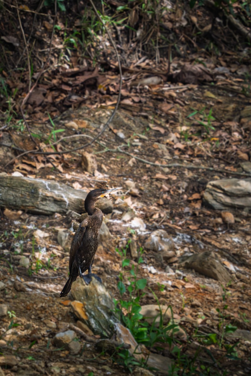 Neotropic Cormorant - ML646655139