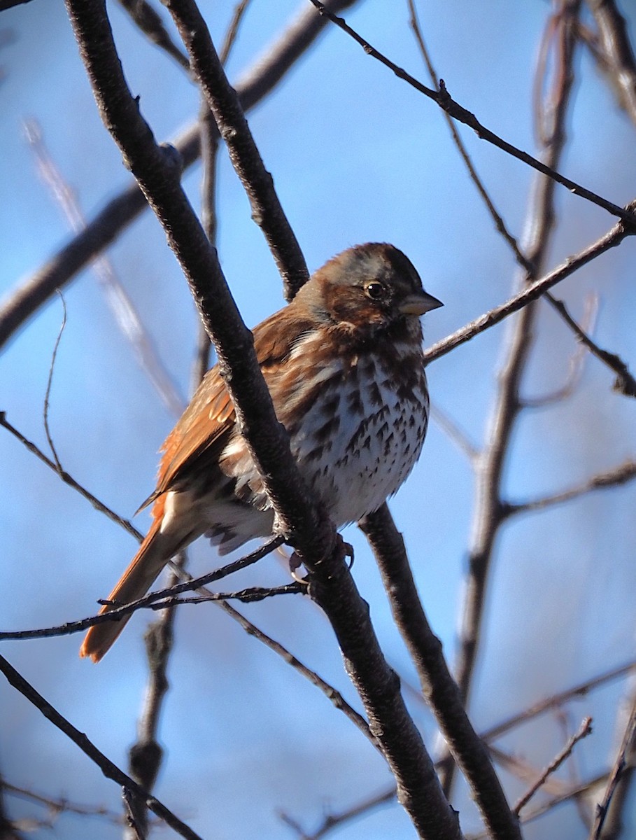 Fox Sparrow - ML646655140
