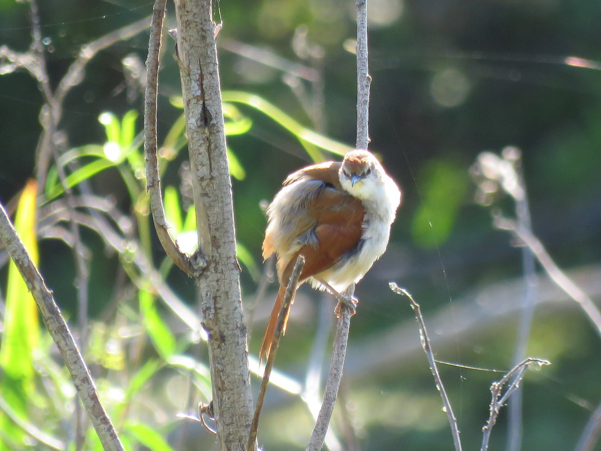 キバシリカマドドリ - ML646655141