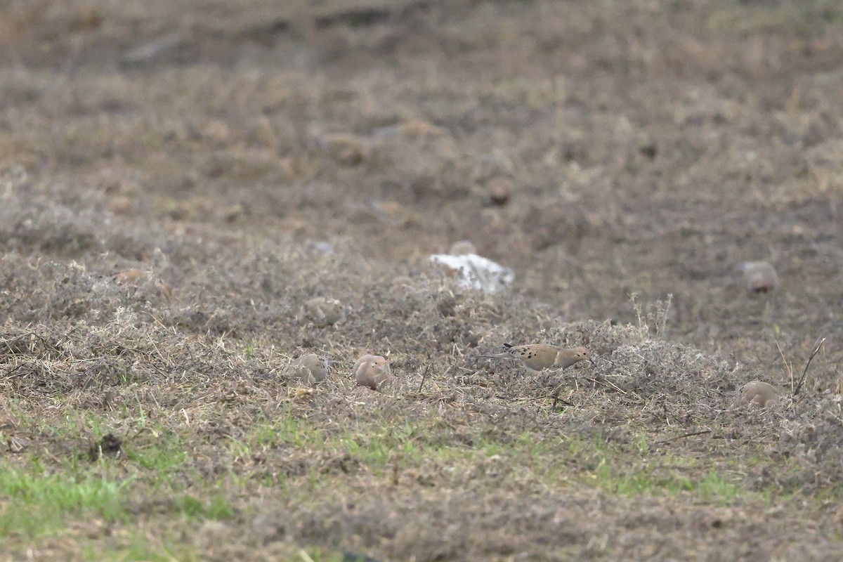 Mourning Dove - ML646655142