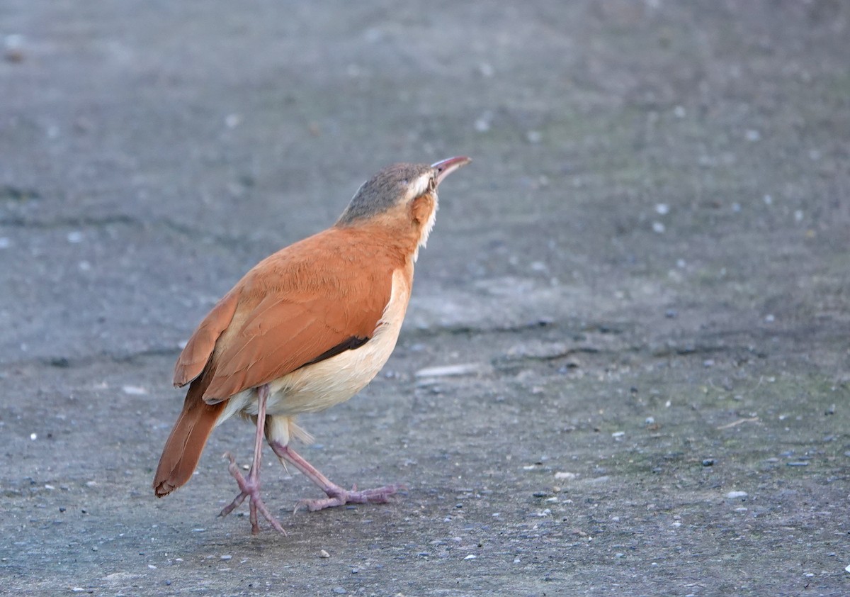 Pacific Hornero - ML646655143