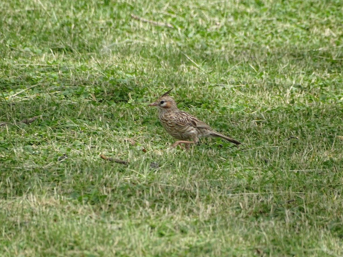 ヒバリカマドドリ - ML646655144