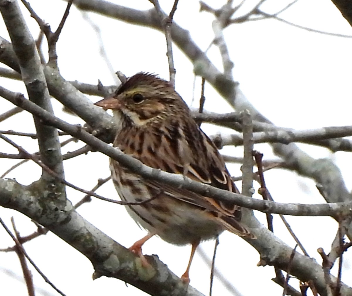 サバンナシトド - ML646655145