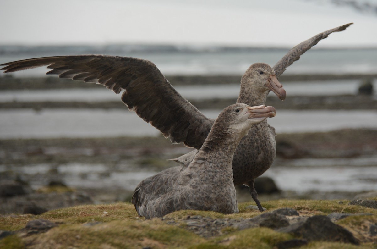 キタオオフルマカモメ - ML646655146