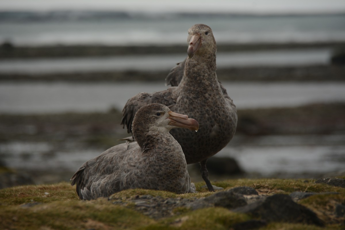 Northern Giant-Petrel - ML646655147