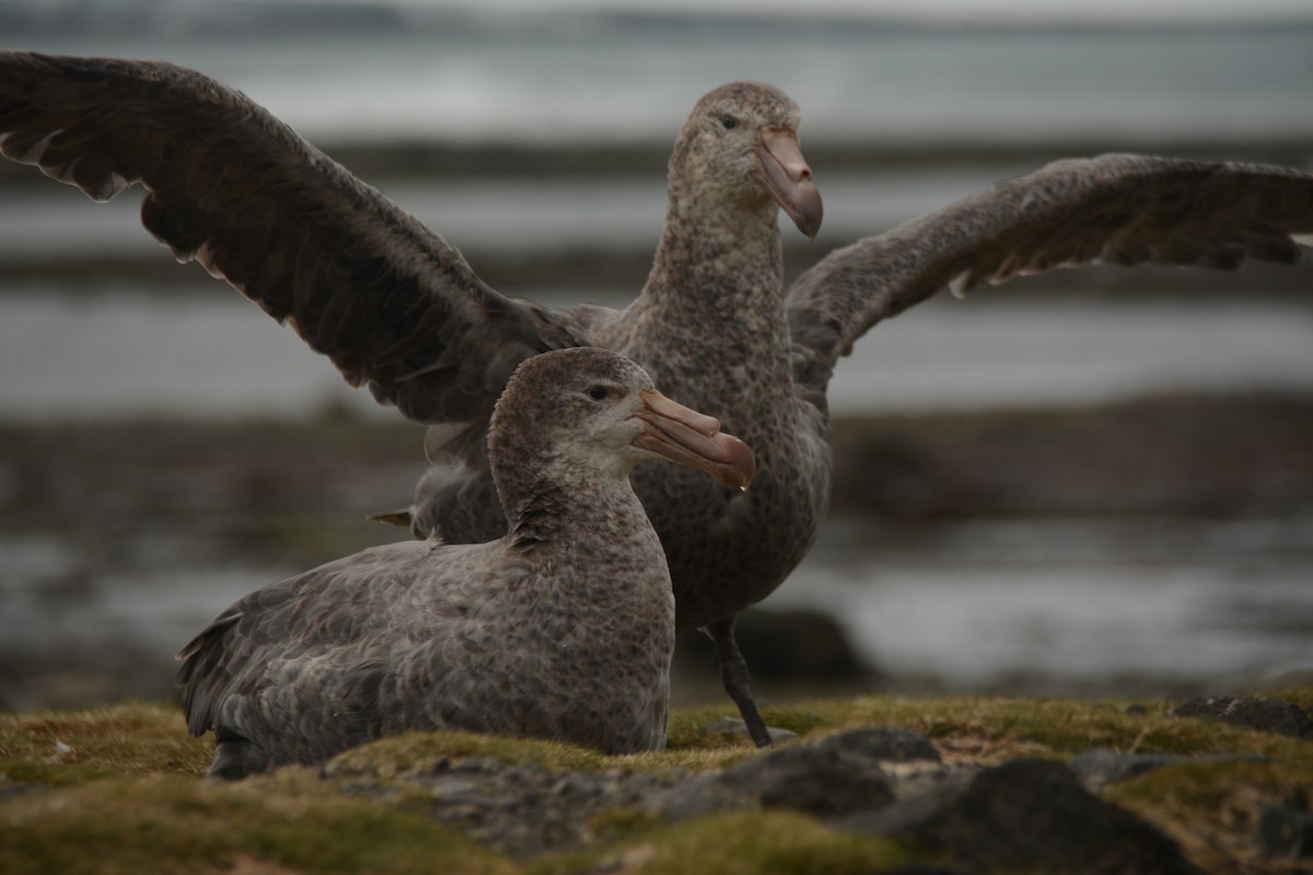Northern Giant-Petrel - ML646655148