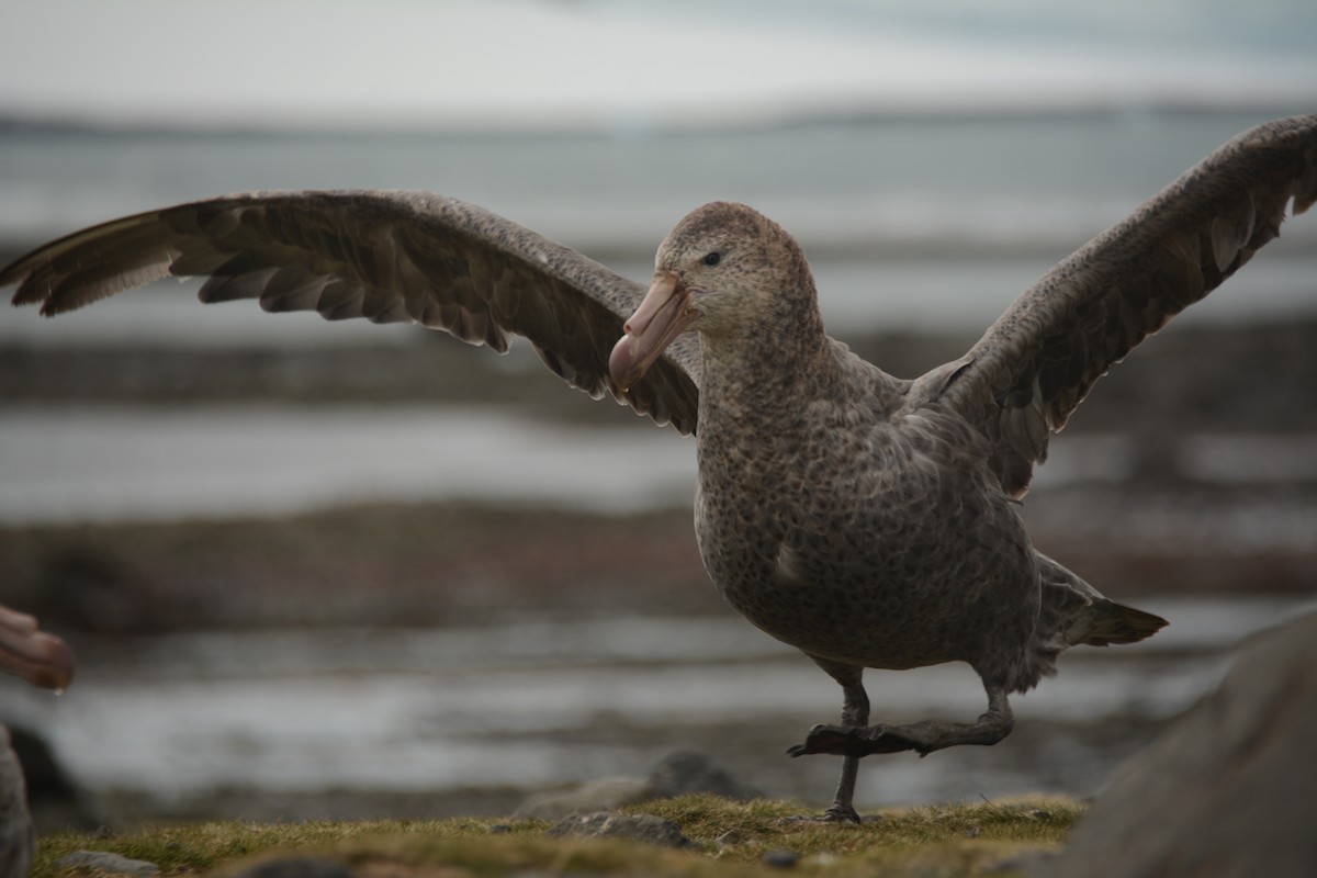 Northern Giant-Petrel - ML646655149