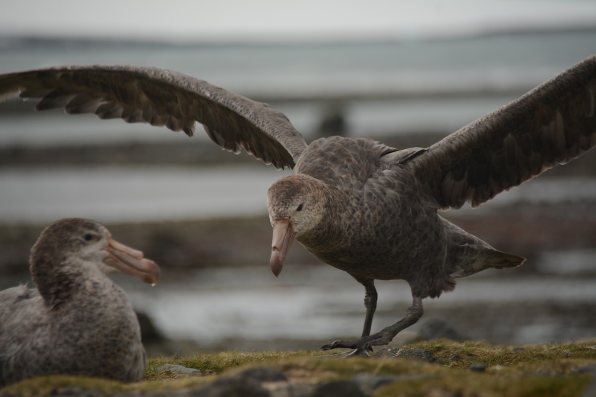 Northern Giant-Petrel - ML646655150