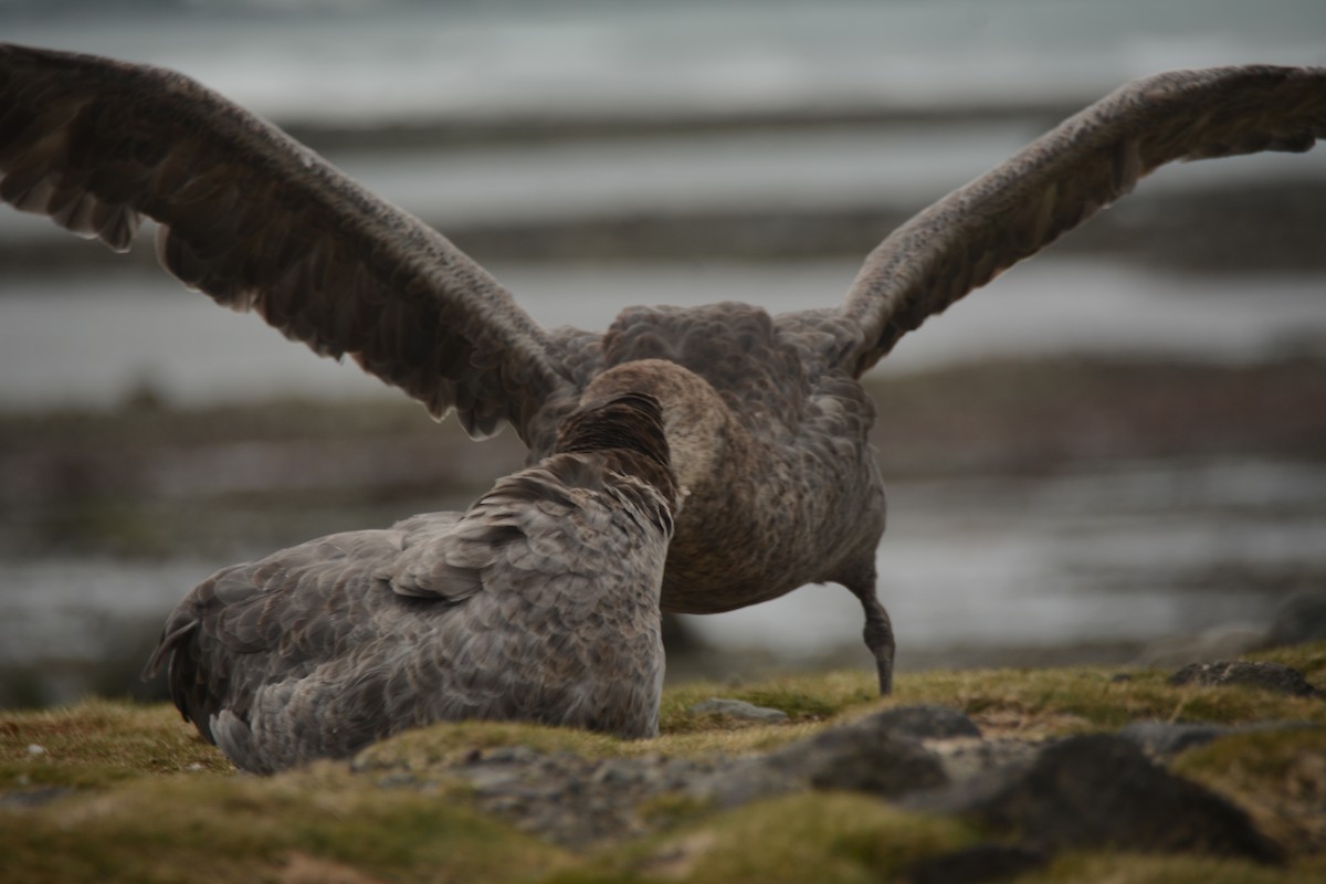 Northern Giant-Petrel - ML646655151