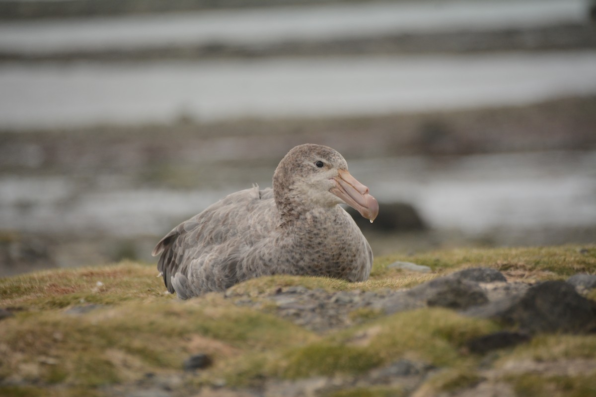 Northern Giant-Petrel - ML646655152