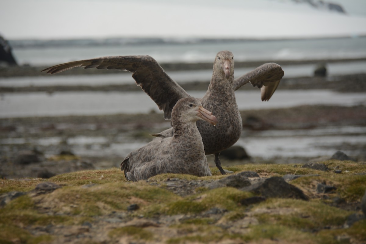 Northern Giant-Petrel - ML646655153