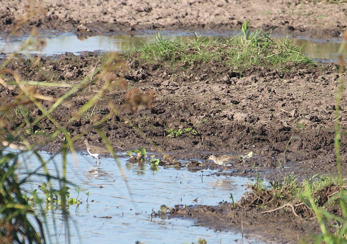 חופית כהת-חזה - ML646655155