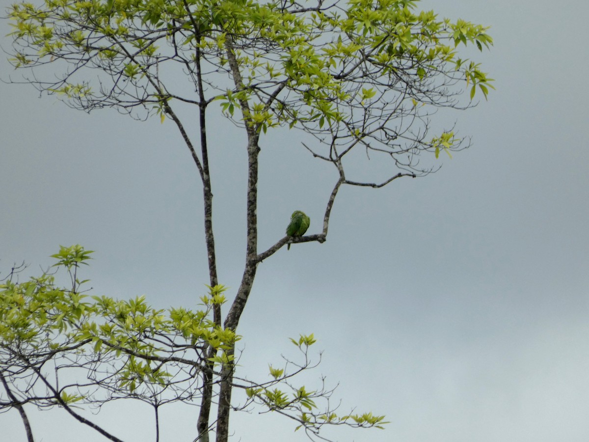 ムジボウシインコ - ML646655156