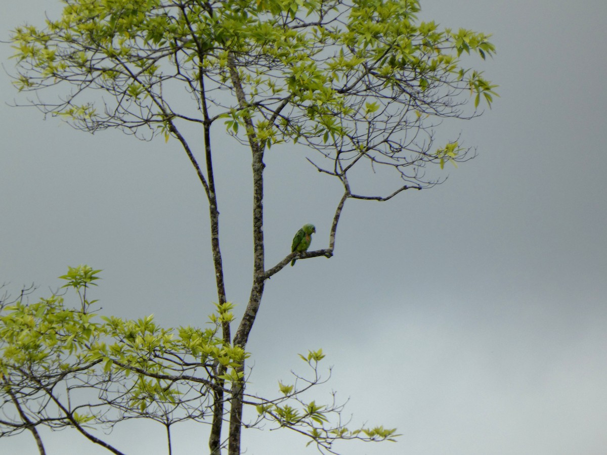 ムジボウシインコ - ML646655157