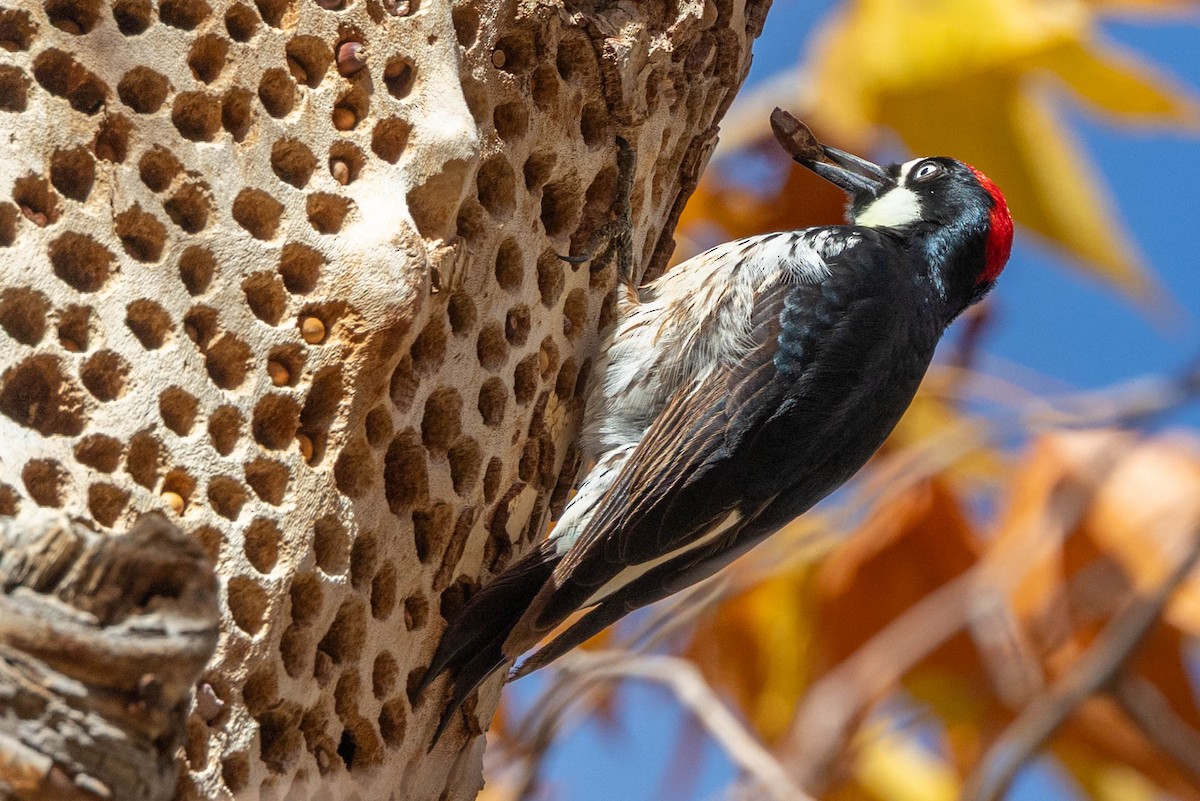 ドングリキツツキ - ML646655158