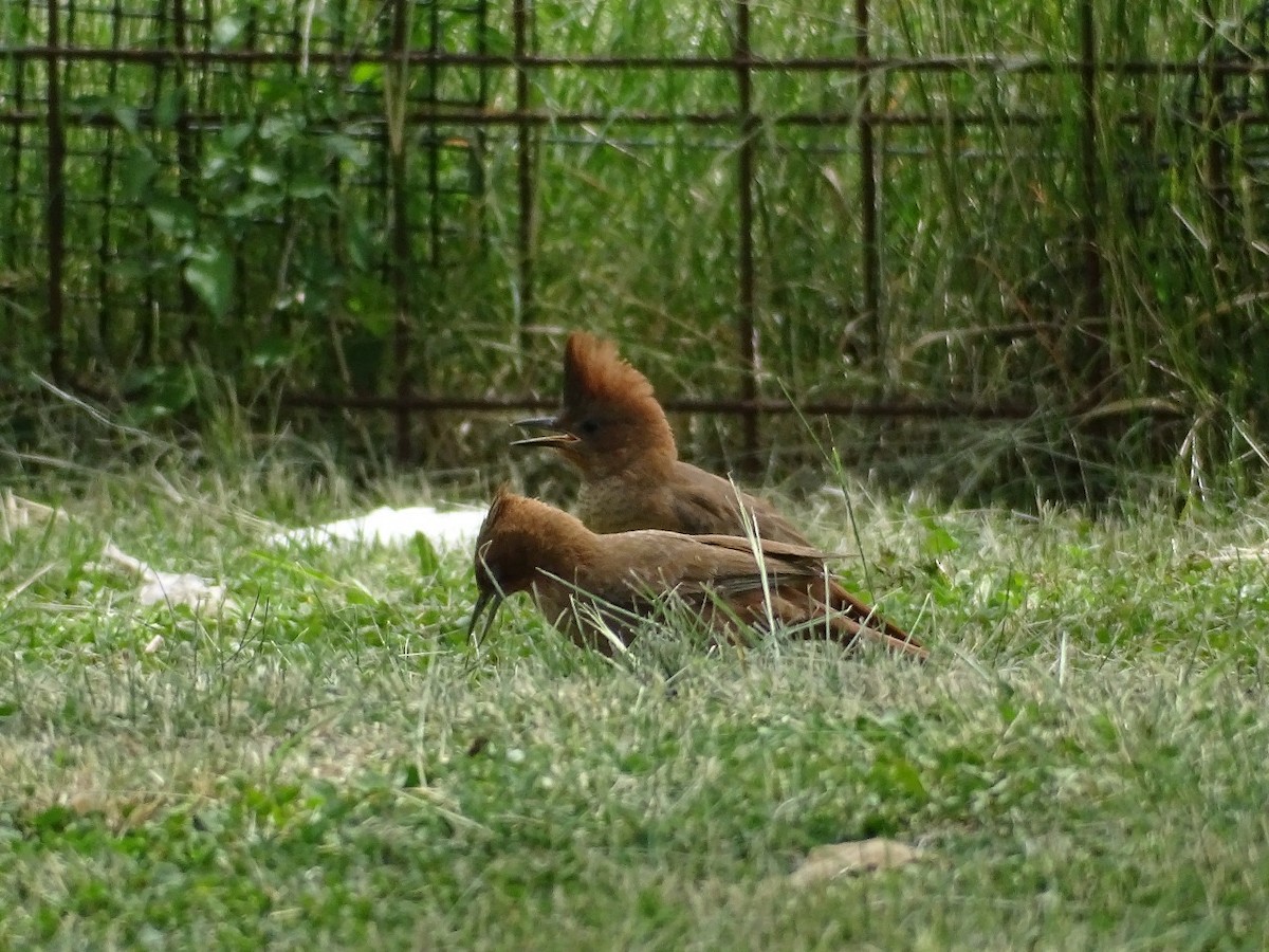 Brown Cacholote - ML646655160