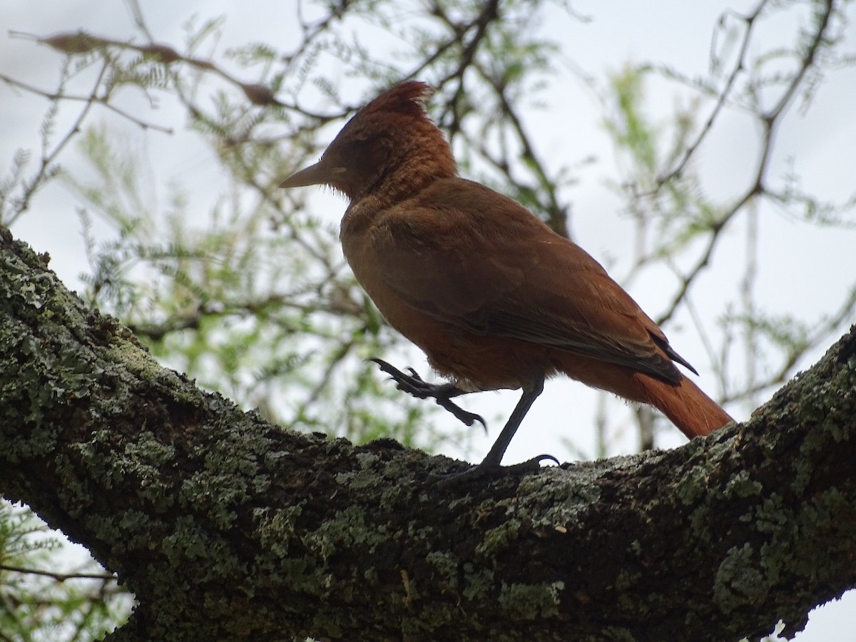 Brown Cacholote - ML646655161