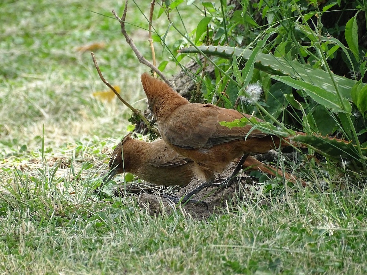 Brown Cacholote - ML646655162