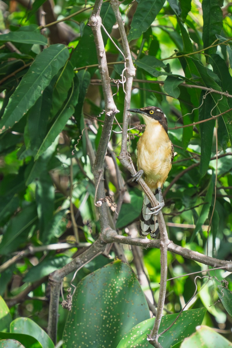 Black-capped Donacobius - ML646655163