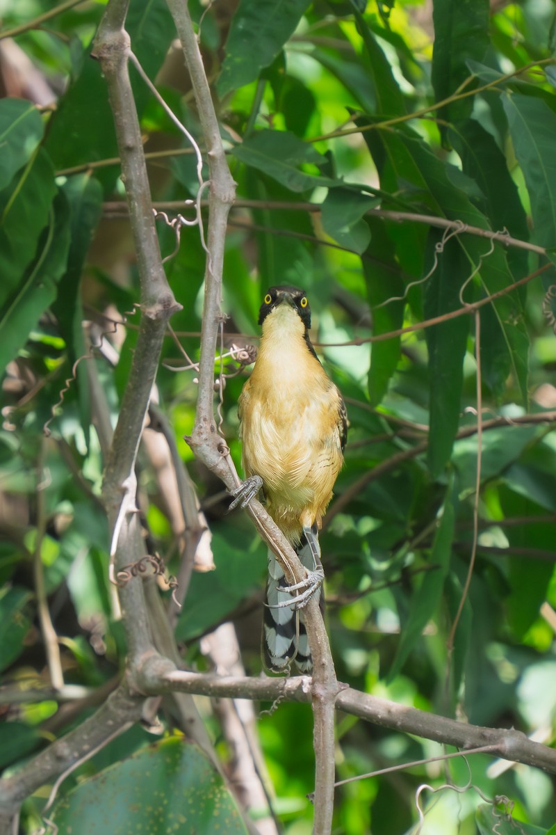 Black-capped Donacobius - ML646655164