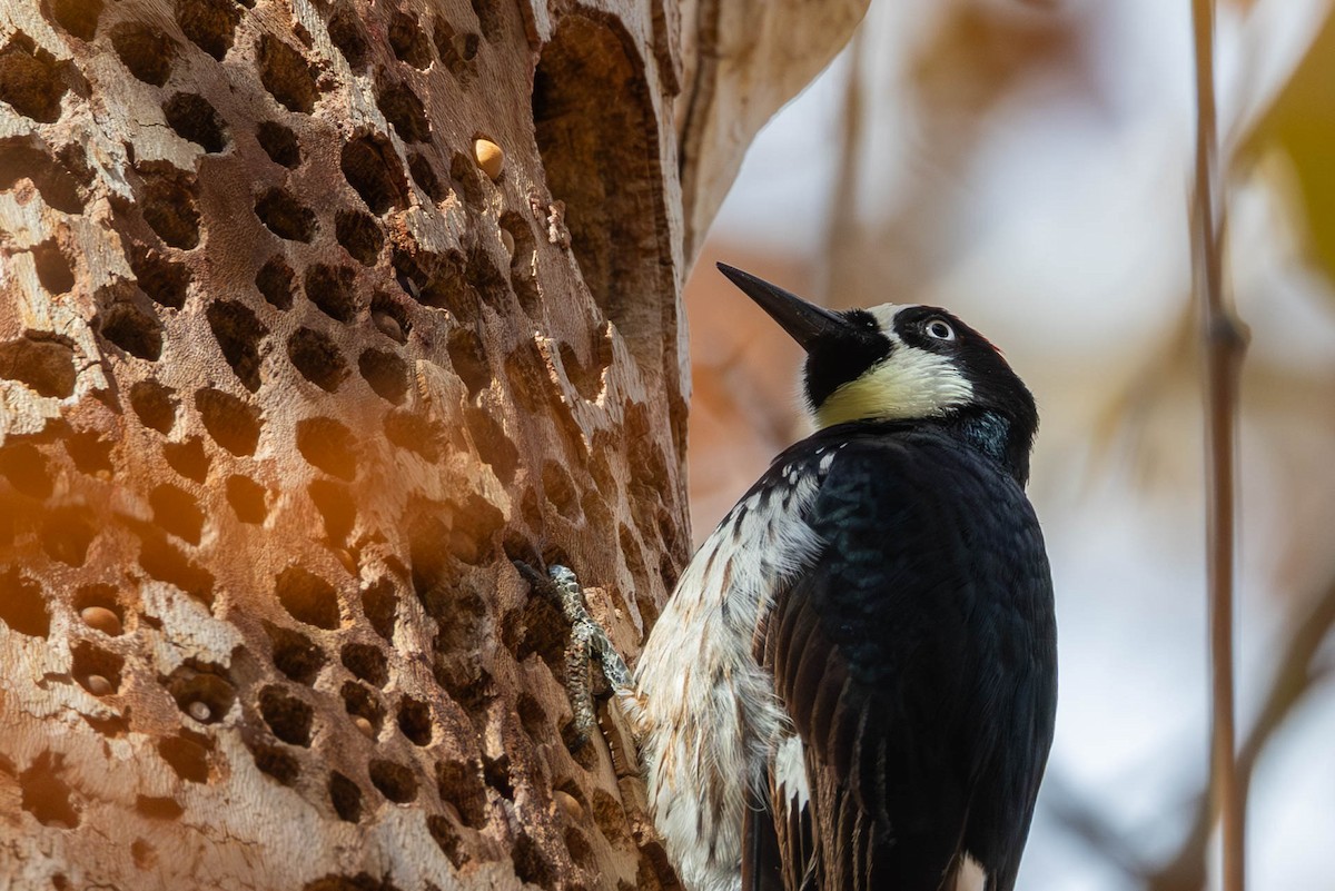 Acorn Woodpecker - ML646655165