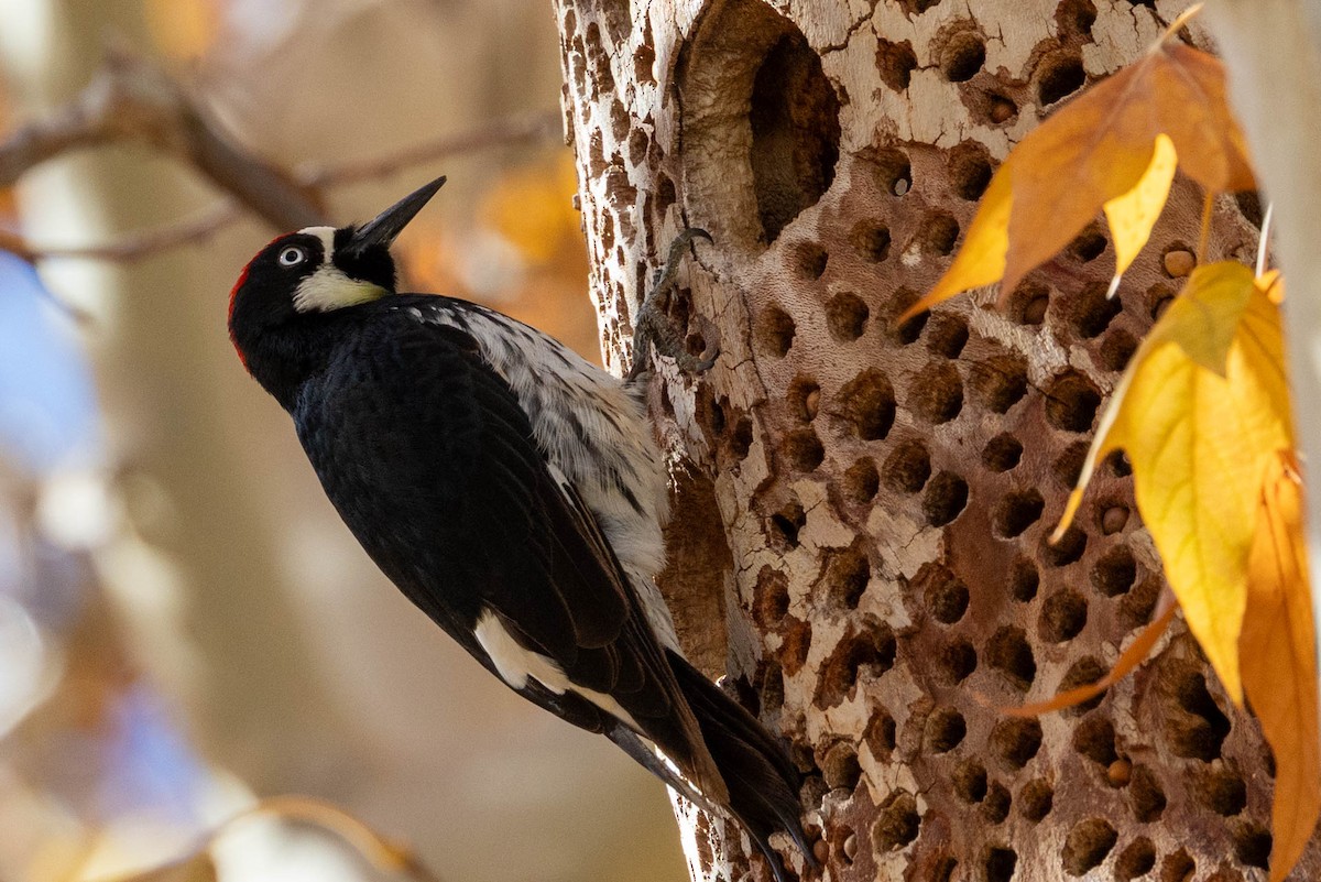Acorn Woodpecker - ML646655166