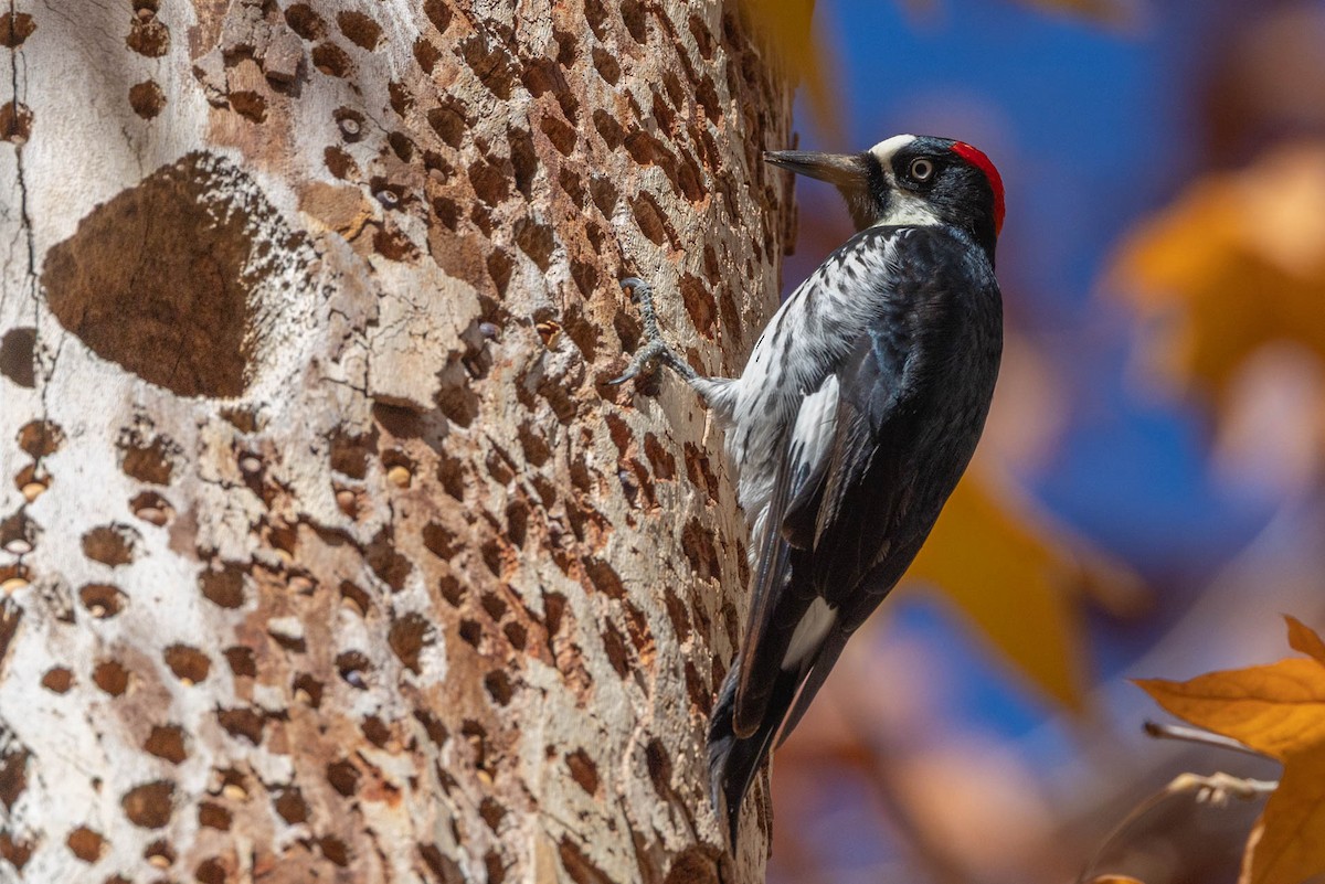Acorn Woodpecker - ML646655167