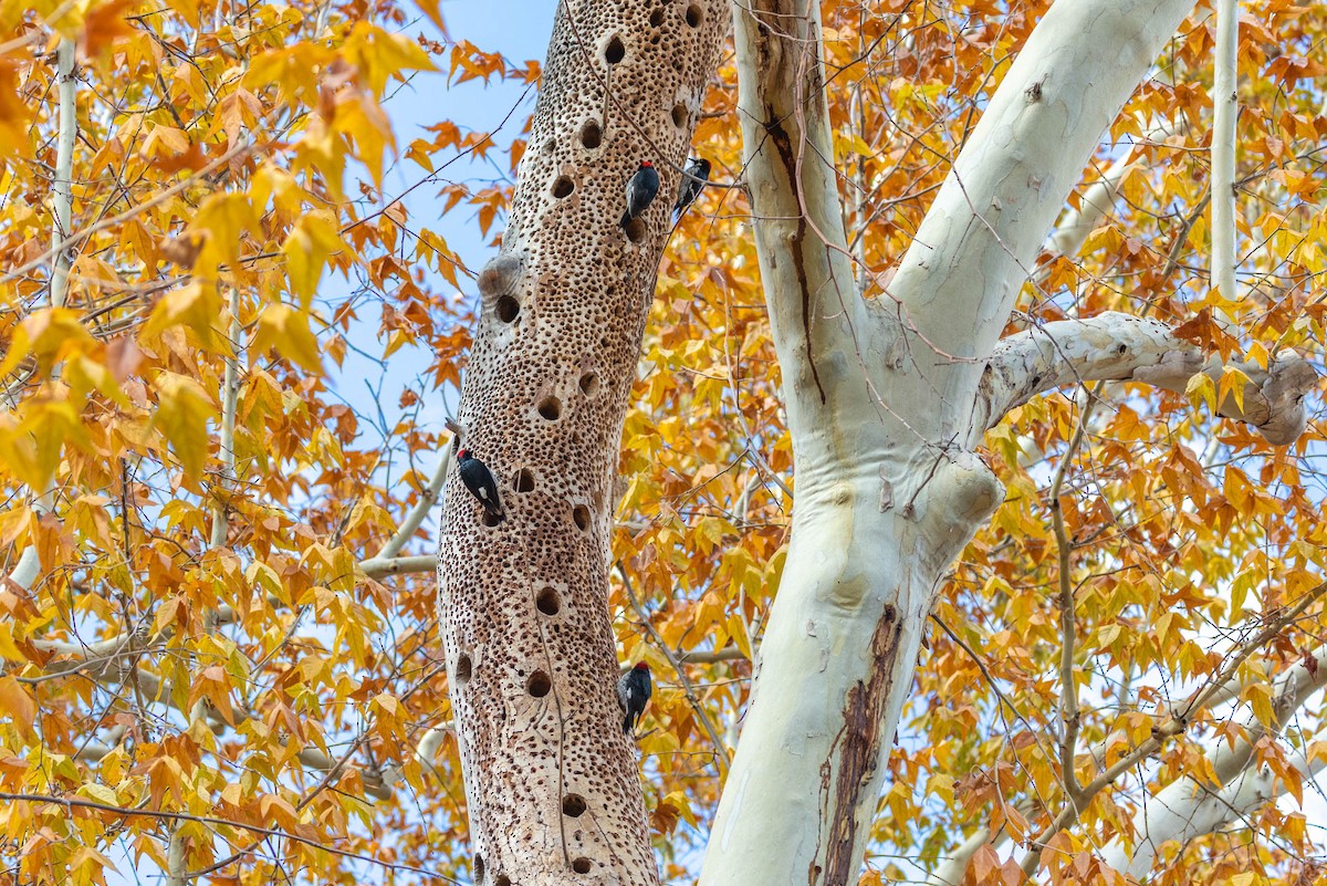 Acorn Woodpecker - ML646655168