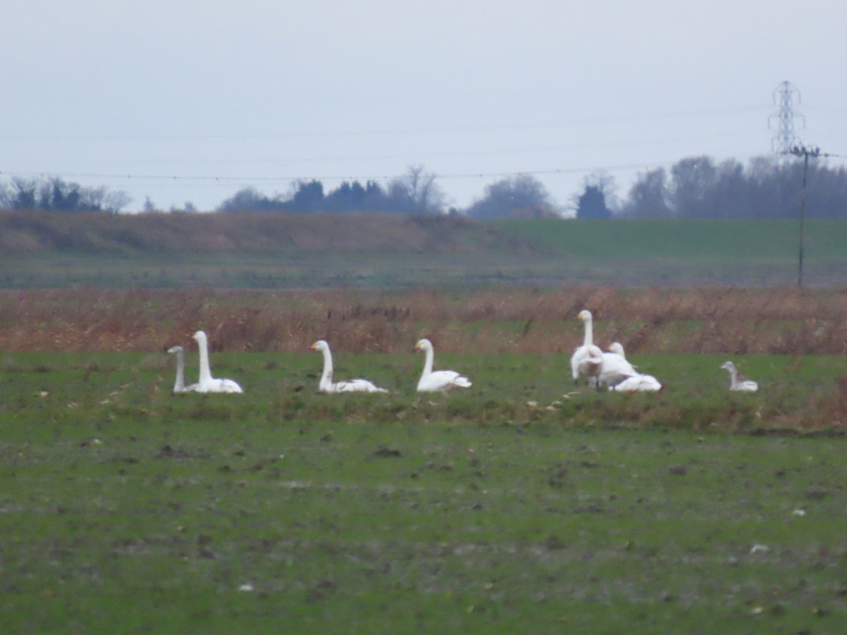 Ötücü Kuğu - ML646655169