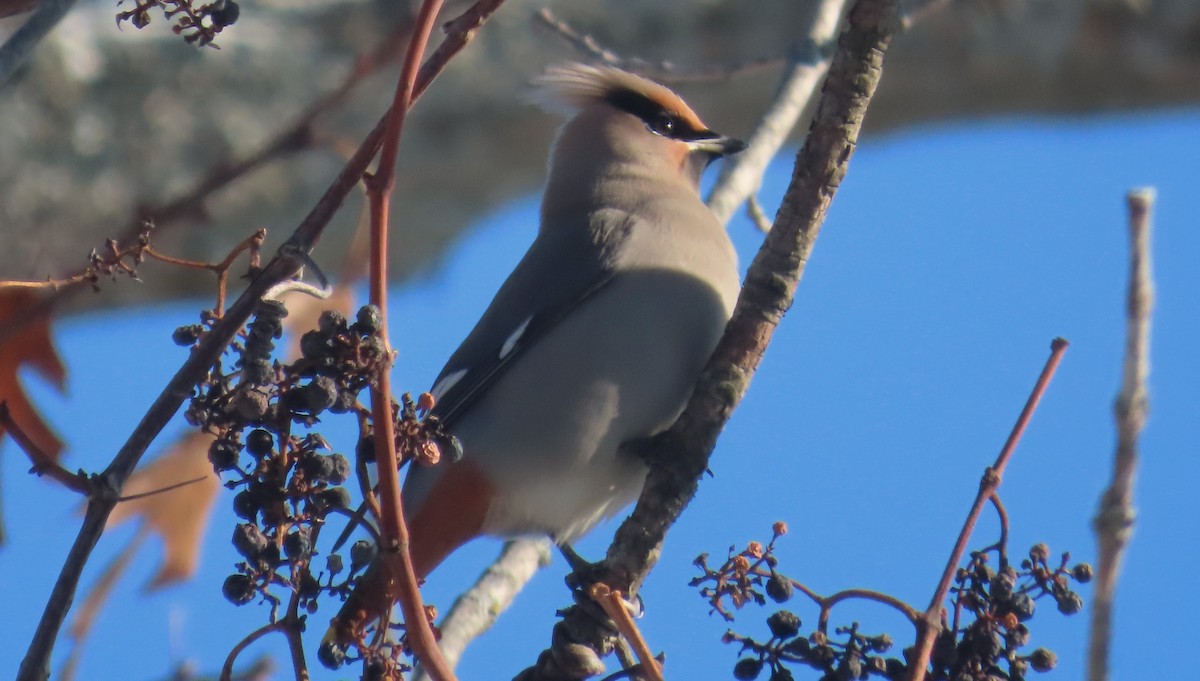黃連雀 - ML646655170