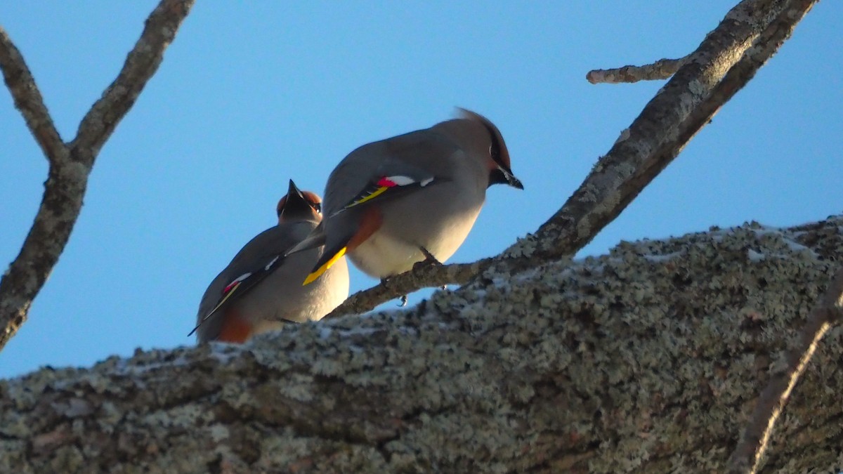 キレンジャク - ML646655171