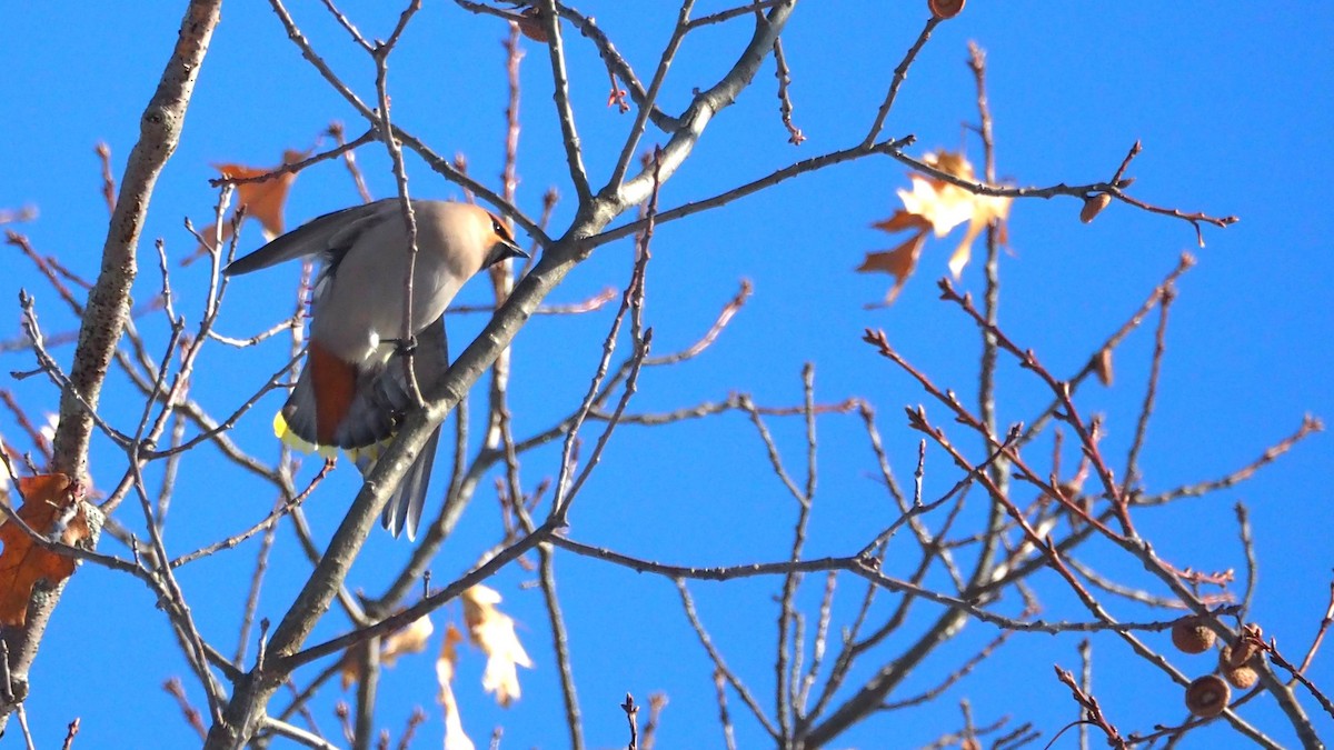 キレンジャク - ML646655172