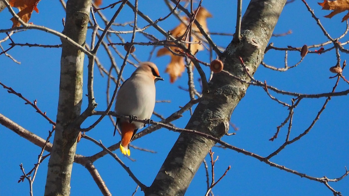 キレンジャク - ML646655173