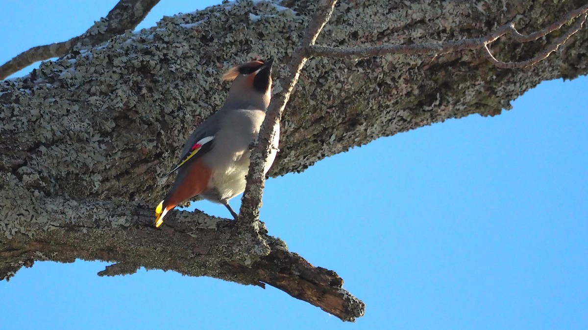 キレンジャク - ML646655174