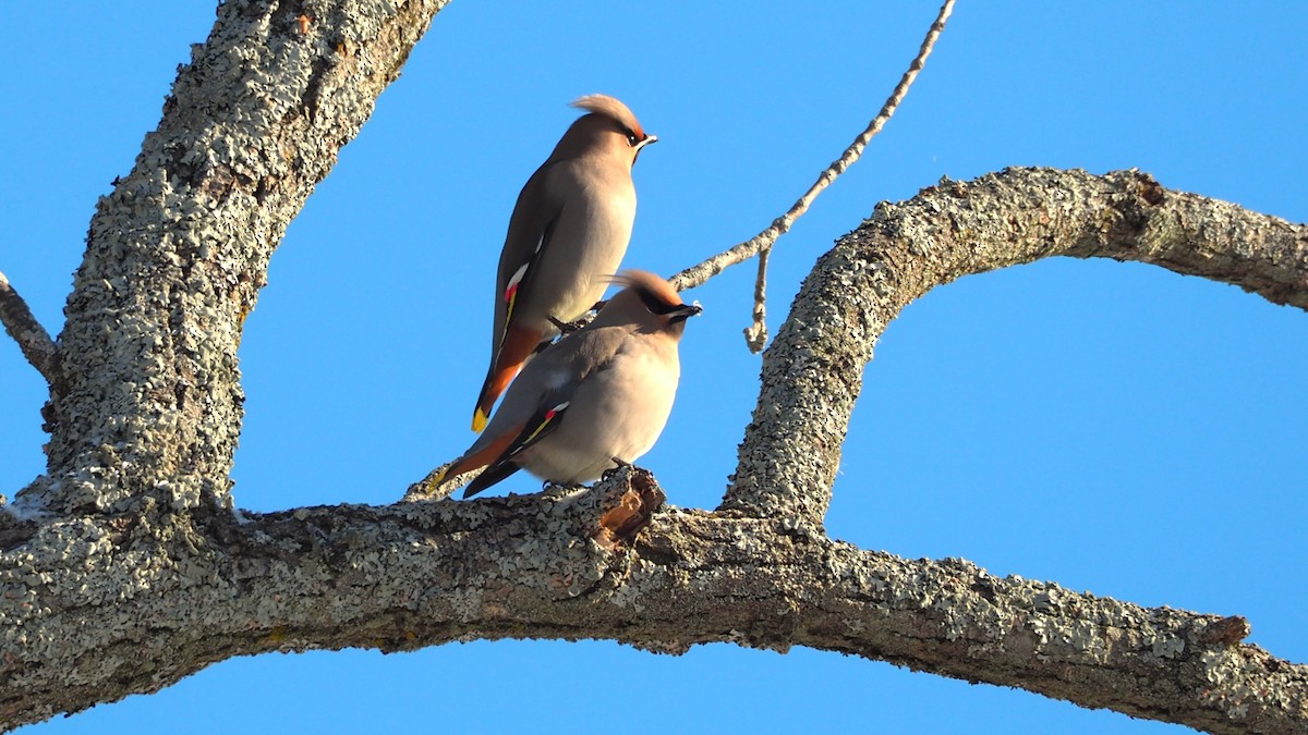 キレンジャク - ML646655176