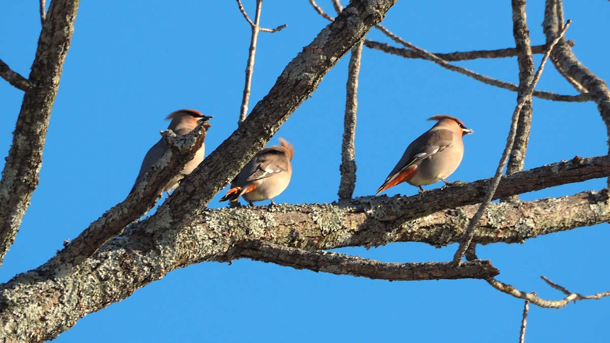 黃連雀 - ML646655177