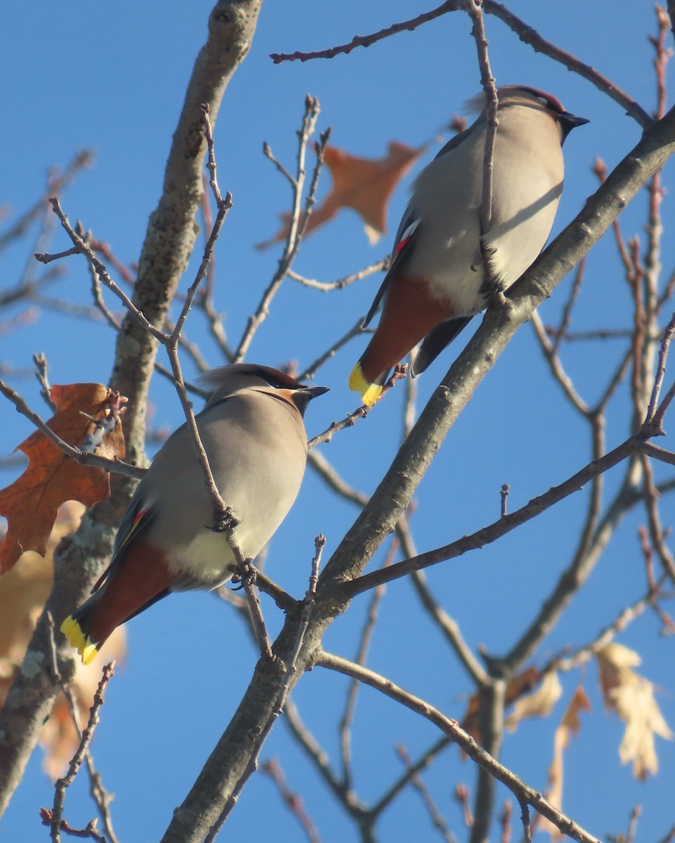 キレンジャク - ML646655178