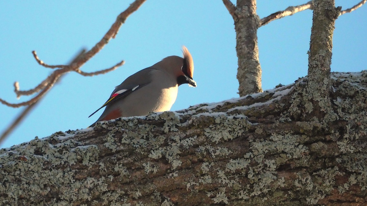 キレンジャク - ML646655179