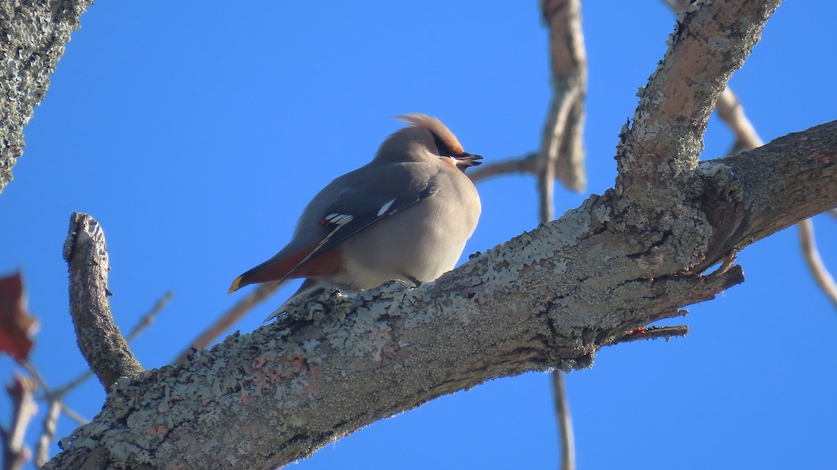 キレンジャク - ML646655180