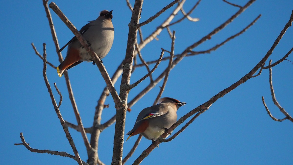 キレンジャク - ML646655181