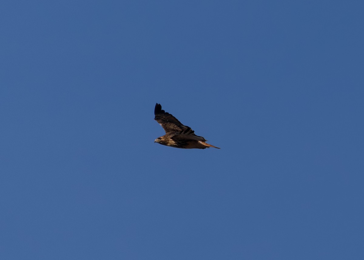 Red-tailed Hawk (abieticola) - ML646655182