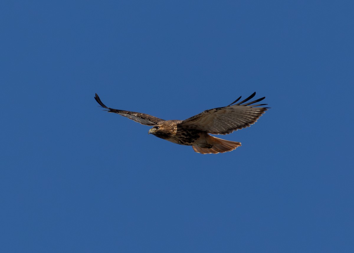 Red-tailed Hawk (abieticola) - ML646655183