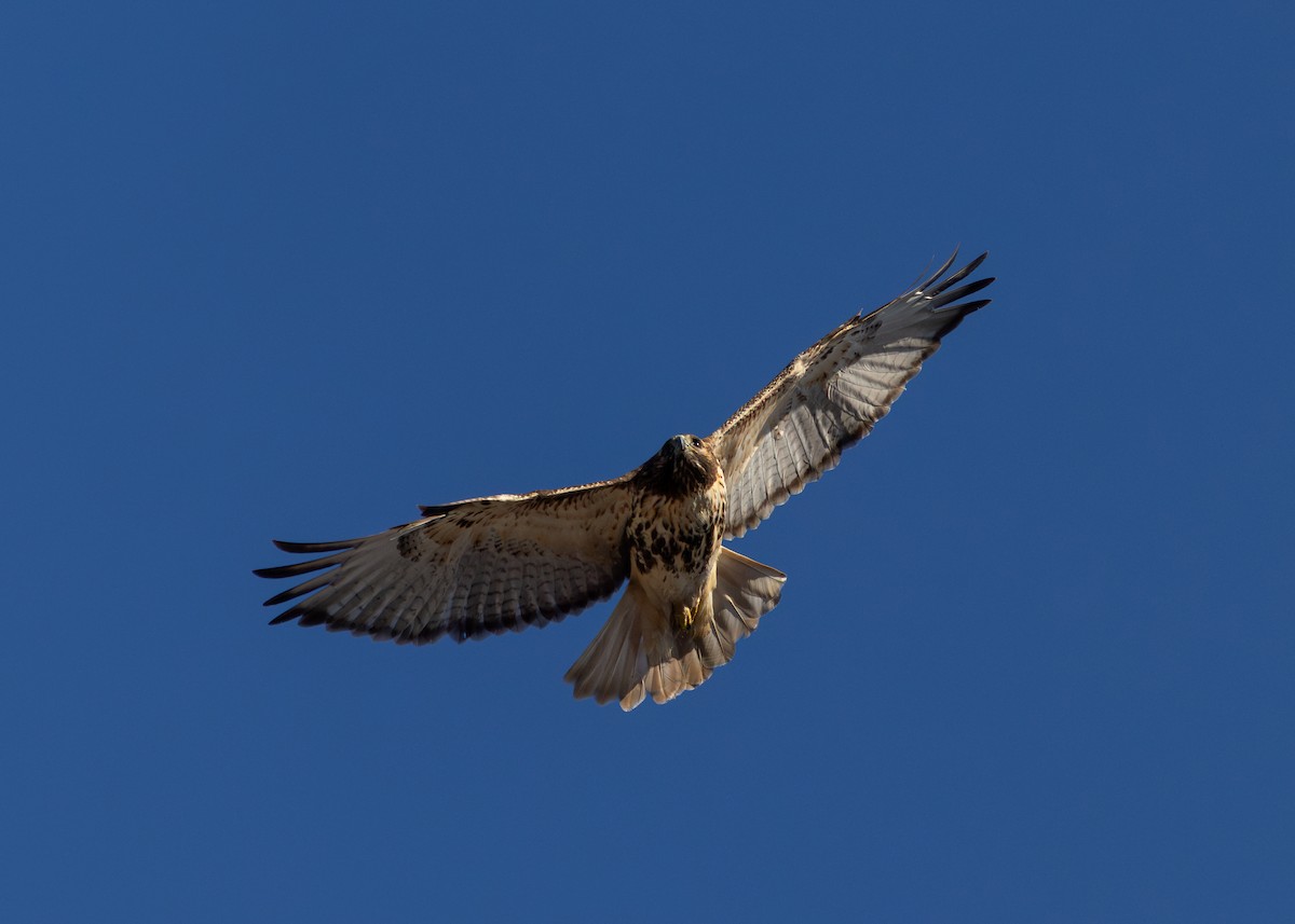 Red-tailed Hawk (abieticola) - ML646655184